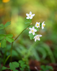 Spring flower close-up. Isopyrum thalictroides.