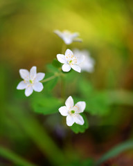 Spring flower close-up. Isopyrum thalictroides.
