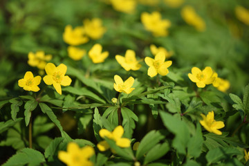 Fototapeta premium W lesie kwitnie żółty zawilec (po łacinie: Anemone Ranunculoides)