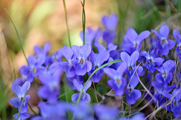 Violets flowers (Viola odorata)
