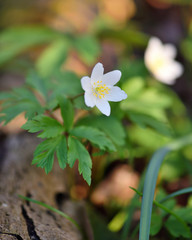 Anemone sylvestris. First spring flowers