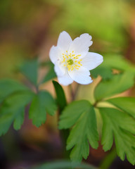 Anemone sylvestris. First spring flowers