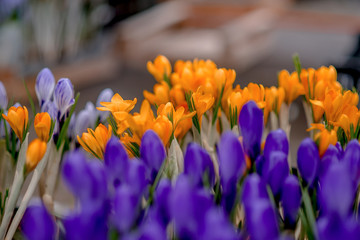 Gardening, flowers - Lovely girl with spring flowers in the garden center.