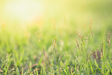 Close up beautiful view of nature green grass on blurred greenery tree background with sunlight in public garden park. It is landscape ecology and copy space for wallpaper and backdrop.