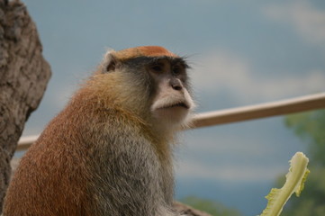 A Patas Monkey