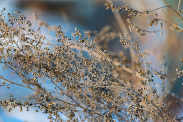 A sprig of tarragon, dried seeds on the Bush, in the cold season, winter and early spring.Spicy...