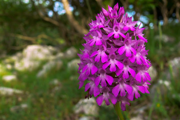 orchidea selvatica Anacamptis  pyramidalis, infiorescenza in primo piano © paolofusacchia