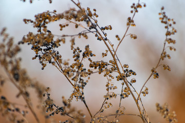 A sprig of tarragon, dried seeds on the Bush, in the cold season, winter and early spring.Spicy plant with blurred background. Beautiful natural texture, delicate natural pattern.