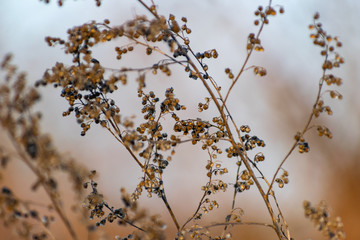 A sprig of tarragon, dried seeds on the Bush, in the cold season, winter and early spring.Spicy...