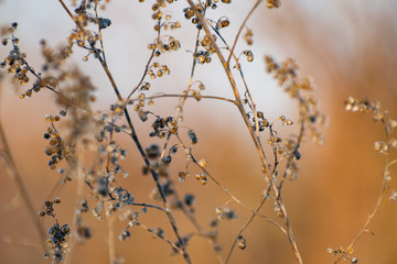 A sprig of tarragon, dried seeds on the Bush, in the cold season, winter and early spring.Spicy plant with blurred background. Beautiful natural texture, delicate natural pattern.