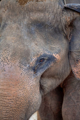 Adult male elephant with its tusk(ivory) and trunk chained in elephant camp site at Kanchanaburi, Thailand February 15, 2019