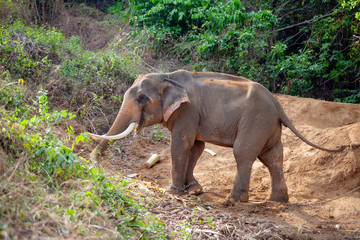 Obraz premium Adult male elephant with its tusk(ivory) and trunk chained in elephant camp site at Kanchanaburi, Thailand February 15, 2019
