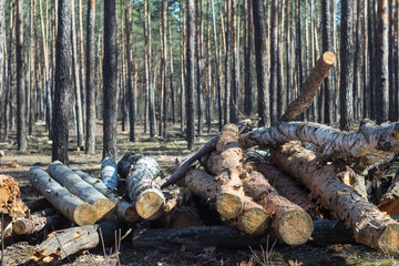 Pile of wood logs on the edge of the forest