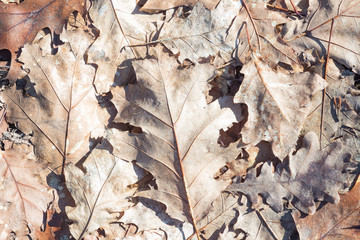 Photo closeup of autumn colorful yellow golden thick blanket of fallen dry maple leaves on ground deciduous abscission period over forest leaf litter background, picture