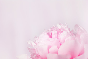 Close up flower peony. Pink petals of peony. Tender natural background with copy space. Soft selective focus.