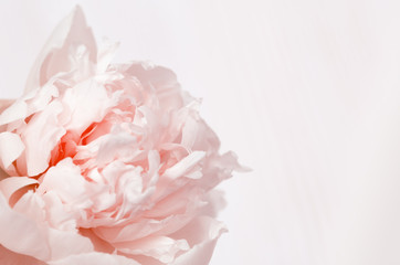 Floral background, close up photography delicacy petals of pink peonies with copy space.  Soft selective focus.