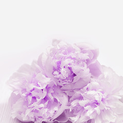  Close up petals of peonies. Natural Flowery background with copy space, lilac colored flowers. Soft selective focus.