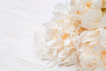 Petals of flowers peony close up on light wood. Gentle natural background cream colred. Soft selective focus.