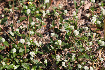 young plants in the garden