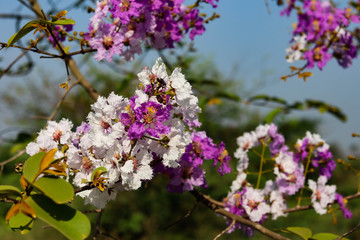 Pink purple flower in the sun.
