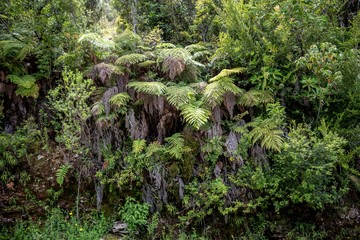 Chile Urwald
