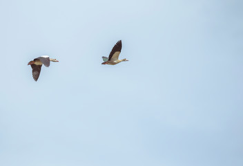 Nilgänse