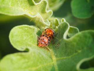 ladybug on a leaf