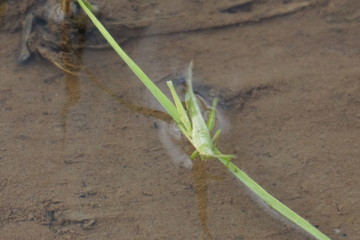 green grasshopper in the water