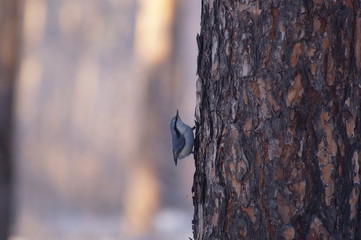 Blue bird on a tree