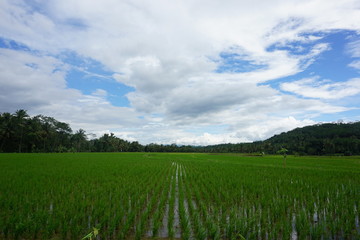 Fototapeta premium the rice field landscape