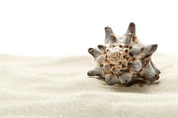shell in sand, isolated on white background