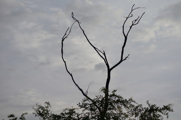 dead tree