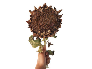 Dried Sunflower in left hand on Isolated background 
