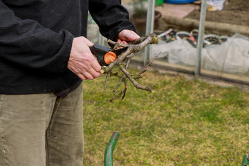Obraz premium Man cuts small branches into a barrel. Man wears black jacket and old grey trousers. First spring work on garden. Garden work. Adjustment garden. Trimming branches