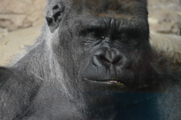 Obraz premium Western Lowland Gorilla