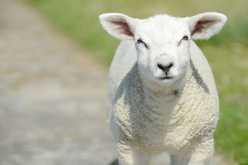 lamb standing on pasture and looking