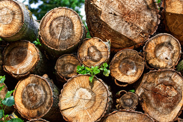 Baumst&auml;mme nach dem Sturm