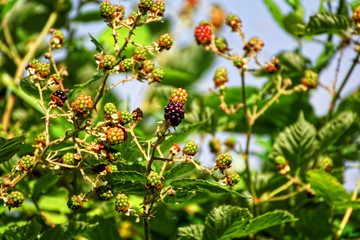 Brombeeren im Sommer