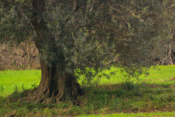 albero di olivo (Olea europaea) solitario in un campo