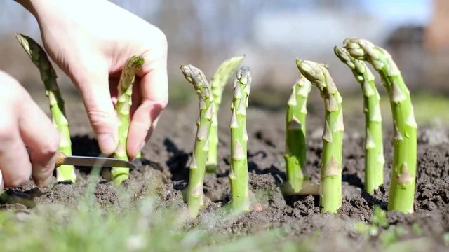 Gardener cutting young green asparagus sprout in garden