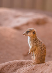 Erdmännchen