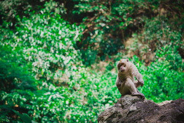 Monkey sitting on a rock in a Rain Forest in Lembang Indonesia