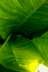 green leaves so beautiful for background