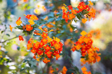 Red and orange flowers of Marmalade Bush or Fire Bush (Streptosolen Jamesonii)
