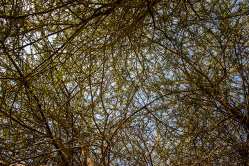 Fototapeta premium Sky seen through acacia branches, Abu Dhabi