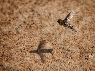 One large bee is flying low near the brown ground.