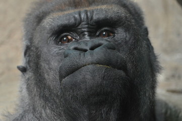Fototapeta premium Western Lowland Gorilla