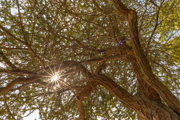 Sky, sun and sun rays, seen through acacia branches, Abu Dhabi
