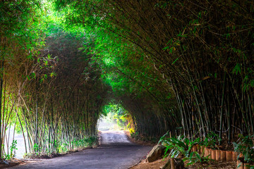 Road covered with Bamboo trees in Lembang Indonesia