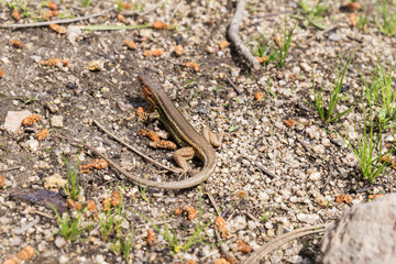 small lizard watching between the stones
